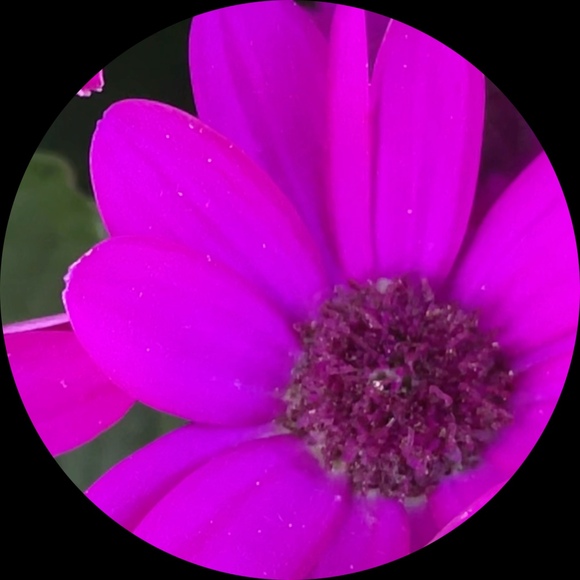 magnoliastore